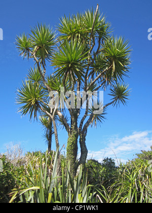 Ein schönes Beispiel für Cordyline Australis oder Kohl-Baum, in der Nähe von Punakaiki an der Westküste der Südinsel Neuseelands Stockfoto