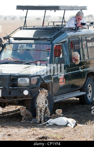 Mutter Geparden und Jungtiere mit Kill ruhen im Schatten eines touristischen Jeeps Stockfoto