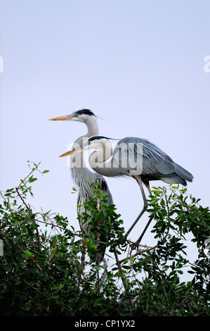 Great Blue Heron (Ardea Herodias) paar Abbinden Verhalten am Nest Website, Audubon Rookery, Venice, Florida, USA Stockfoto