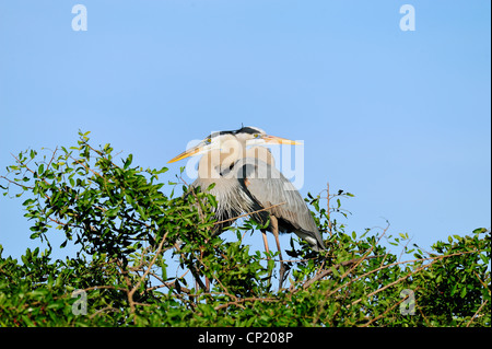 Great Blue Heron (Ardea Herodias) paar Abbinden Verhalten am Nest Website, Audubon Rookery, Venice, Florida, USA Stockfoto