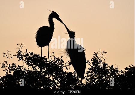 Great Blue Heron (Ardea Herodias) paar Abbinden Verhalten am Nest Website, Audubon Rookery, Venice, Florida, USA Stockfoto