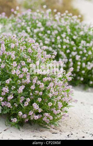 Meer-Rakete (Cakile Maritima) Stockfoto