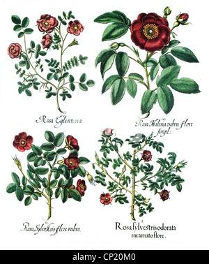 Botanik, Blumen, Rosen, Sweet Briar (Rosa rubiginosa), Rot gallischen Rose (Rosa gallica), Heckenrose (Rosa Canina), Rot gallischen Rose (Rosa gallica), Kupferstich, "Hortus Eystettensis" von Basilius Besler, Nürnberg, 1613, Artist's Urheberrecht nicht gelöscht werden Stockfoto