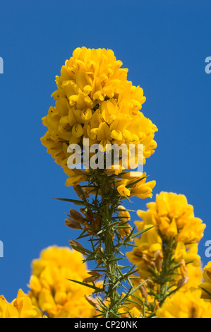 Ginster blühen vor einem strahlend blauen Himmel. Stockfoto