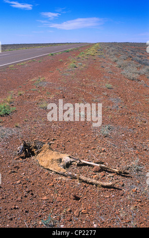 Südaustralien, Roadkill, Toten Känguru auf dem Stuart Highway durch das Outback von Coober Pedy und Alice Springs Stockfoto