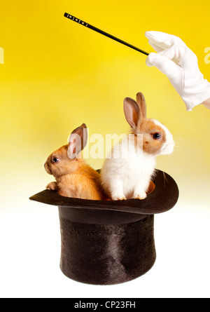 Zauberer mit Zauberstab mit zwei Kaninchen in einem Zylinder Stockfoto