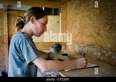 Schweiz, Kanton Tessin, Maggia, Igel Recovery Center Stockfoto