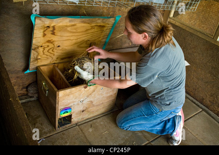 Schweiz, Kanton Tessin, Maggia, Igel Recovery Center Stockfoto