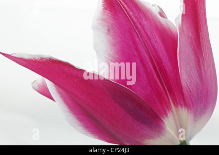 Close up of a pink tulip in full bloom Stockfoto