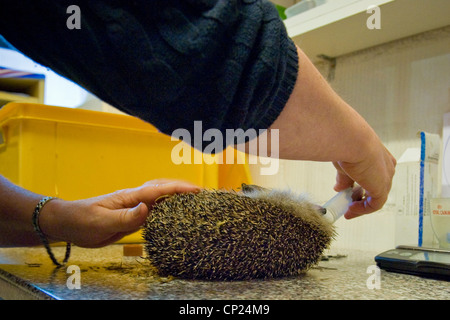 Schweiz, Kanton Tessin, Maggia, Igel Recovery Center Stockfoto