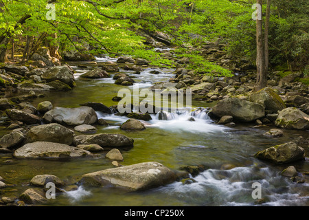 Frühling auf den mittleren Stift des Little Pigeon River im Bereich Greenbrier des Great Smoky Mountains National Park im Tenn Stockfoto