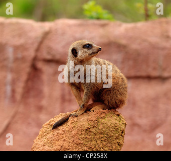 Ein Erdmännchen im Zoo von Chester Stockfoto