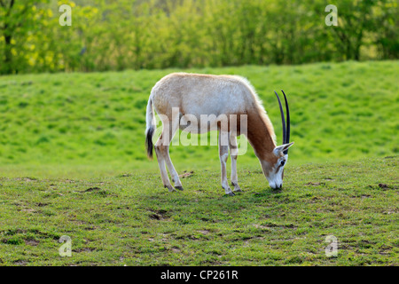 Scimitar Horned Oryx Cester Zoo Stockfoto