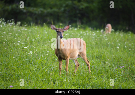 WHITETAIL DEER DOE IM FELD Stockfoto