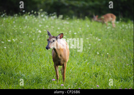 WHITETAIL DEER DOE IM FELD Stockfoto