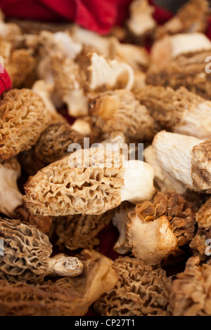 Feder Morcheln Pilze an einen Landwirt Markt, Pennsylvania, USA Stockfoto