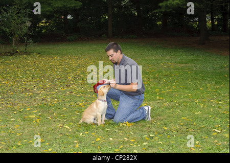 GEHORSAMTRAINING GELBE LABRADOR WELPEN 3 1/2 MONATE ALT Stockfoto