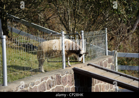 JAKOBS SCHAFE Stockfoto