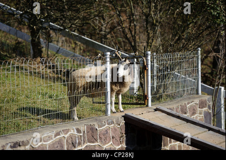 JAKOBS SCHAFE Stockfoto