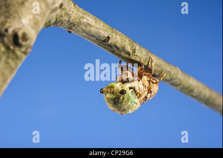 JÄHRLICHE ZIKADE FRISCH HÄUTUNG VON NYMPHE SHELL AUF AST Stockfoto