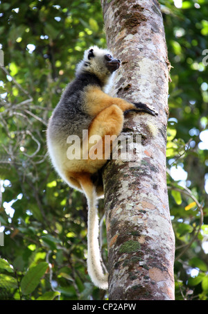 DIAdem Sifaka oder Maughold Sifaka, Propithecus Diadema, Indriidae, Lemuriformes, Primaten. Andasibe Nature Reserve, Madagaskar. Stockfoto