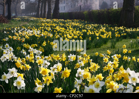 Narzissen in voller Blüte im Regents Park, London Stockfoto