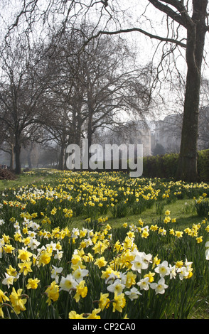 Narzissen in voller Blüte im Regents Park, London Stockfoto