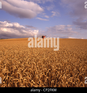 Weizenernte, Palouse, Idaho, Vereinigte Staaten von Amerika Stockfoto