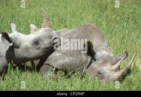 Schwarze Nashorn in der Ngorongoro-Krater, Arusha-Region, Vereinigte Republik Tansania Stockfoto