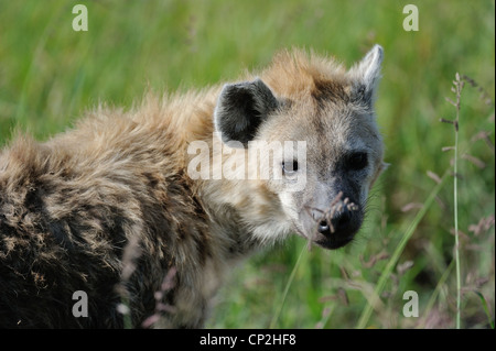 Gefleckte Hyänen - Spotted zerbeissen - lachende Hyänen (Crocuta Crocuta) Porträt Masai Mara - Kenia - Ostafrika Stockfoto