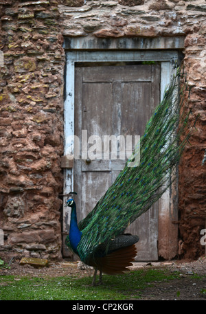Ein Pfau seine Federn in einem ummauerten Garten UK anzeigen Stockfoto