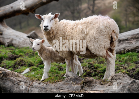 Schafzucht in Wales - ein Mutterschaf mit ihr Frühling Lamm UK Stockfoto