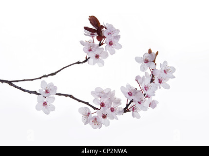 Detail der wilden Lot Kirschblüten blühen im März Beginn der Frühlingszeit vor einem weißen Hintergrund Stockfoto