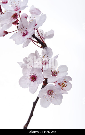 Detail der wilden Lot Kirschblüten blühen im März Beginn der Frühlingszeit vor einem weißen Hintergrund Stockfoto