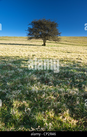 Ein einsamer Weißdorn Baum stehend stolz in Holwell Rasen Stockfoto