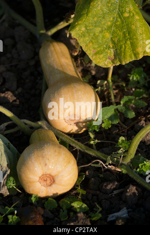 Butternusskürbis, Hunter, wächst auf der Weinrebe. Stockfoto