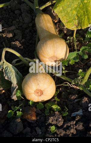 Butternusskürbis, Hunter, wächst auf der Weinrebe. Stockfoto