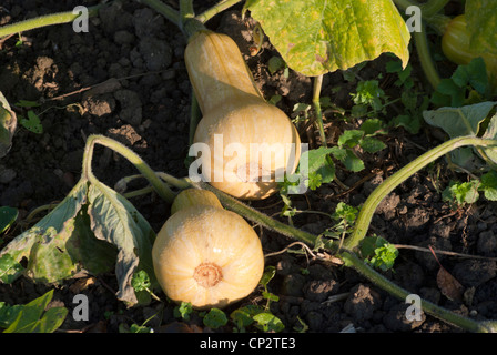 Butternusskürbis, Hunter, wächst auf der Weinrebe. Stockfoto