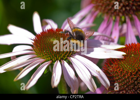 Hummel, die Fütterung auf eine Blüte von Echinacea purpurea Stockfoto