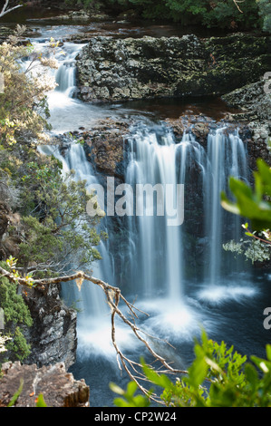 Pencil Pine fällt, cradle Mountain, Tasmanien, Australien Stockfoto