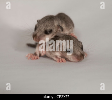 Glis Glis, essbare Siebenschläfer, zwei, Juvenile Stockfoto