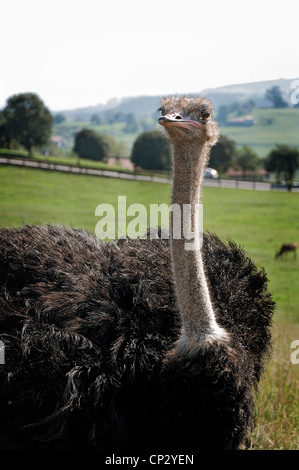 Afrikanischer Strauß gemeinsame im Naturpark Parque de la Naturaleza de Cabárceno, Kantabrien, Nordspanien, Europa Stockfoto