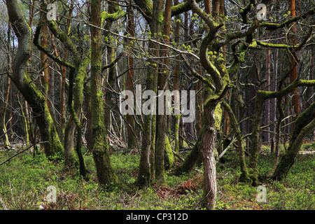 Wald in Freitag Street, Surrey Hills, Surrey, England Stockfoto