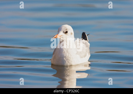 Schwarz Spitze Gull (Chroicocephalus Ridibundus) Juvenile schwimmen. Stockfoto