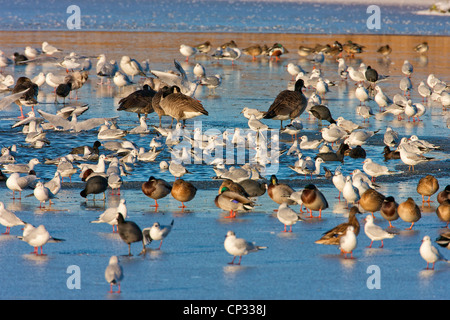 Schwarze Spitze Gull (Chroicocephalus Ridibundus) im Einklang mit verschiedenen anderen Vogelarten auf zugefrorenen See Baden. Stockfoto