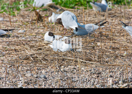 Schwarze Spitze Gull (Chroicocephalus Ridibundus) sitzen am Boden Nest in Kolonie. Stockfoto