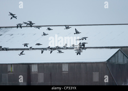 Weißwangengans (Branta Leucopsis) ausziehen im Flug über Schnee bedeckt Wirtschaftsgebäude. Stockfoto