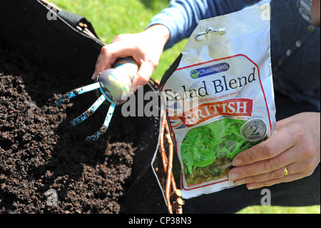 Gemischter Salatsamen gepflanzt in tragbaren Garten Blumenkasten Stockfoto