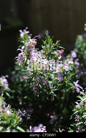 Rosemary Kraut Pflanze in voller Blüte im Garten Topf Rosmarinus officinalis Stockfoto