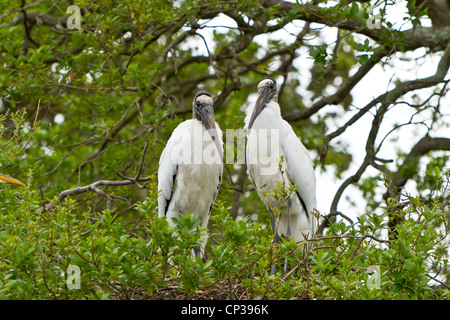 Verschachtelung zweier Holz Störche auf der Alligator Farm Rookery in St. Augustine, Florida, USA. Stockfoto